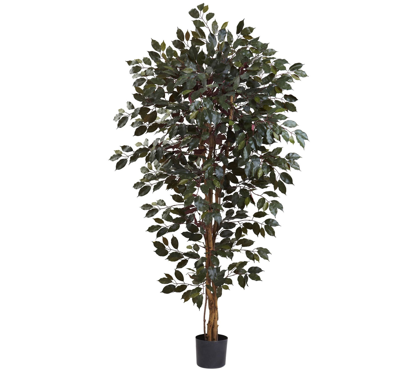 6' Capensia Ficus Tree by Nearly Natural