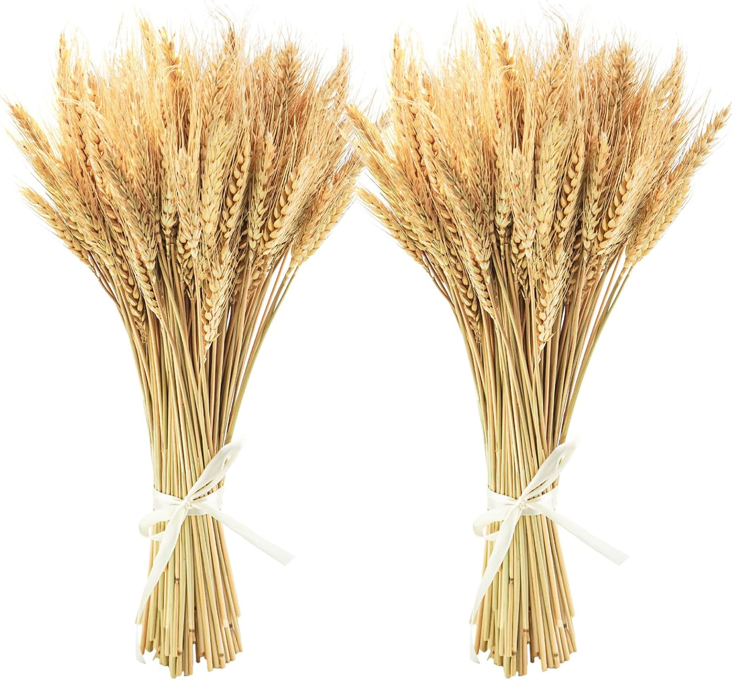 Uieke 600 Stems Dried Wheat Stalks, 17.7 Inches Dried Flowers 100% Natural Wheat for Home Kitchen Wedding Party Table Centerpiece Harvest Wreath Boho Farmhouse DIY Decoration