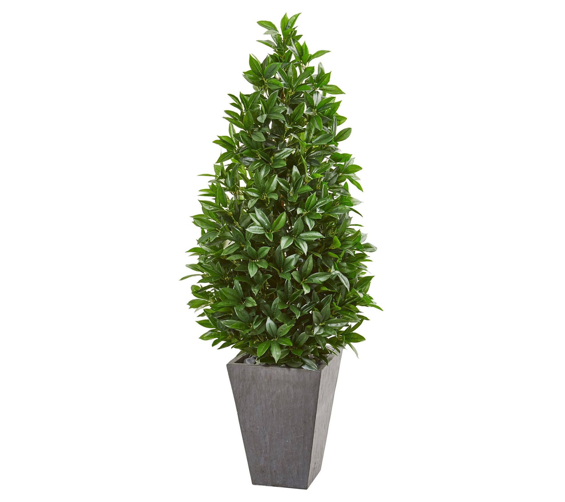 57in.  Bay Leaf Cone Topiary in Planter (Indoor/Outdoor)