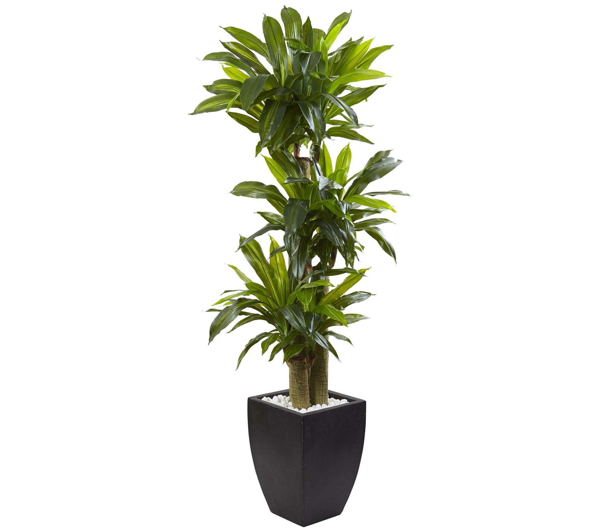 5.5' Corn Stalk Dracaena with Black Wash Planter