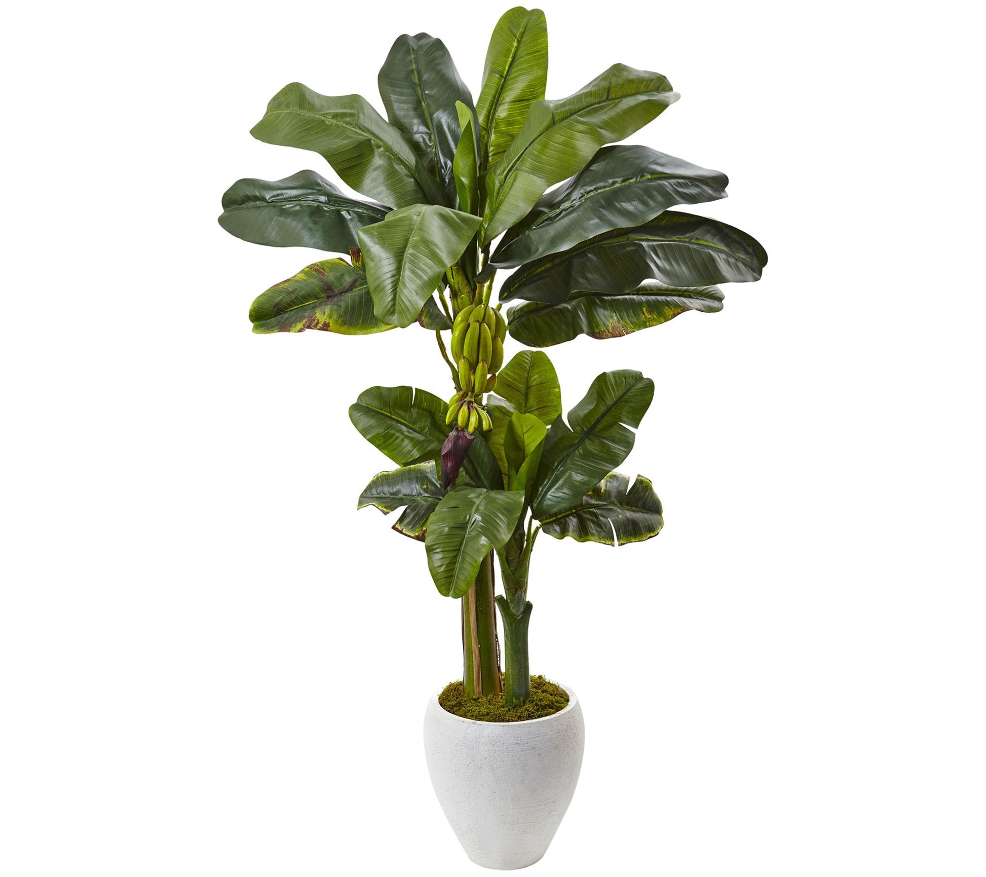 Double Stalk Banana Tree in White Planter by Nearly Natural
