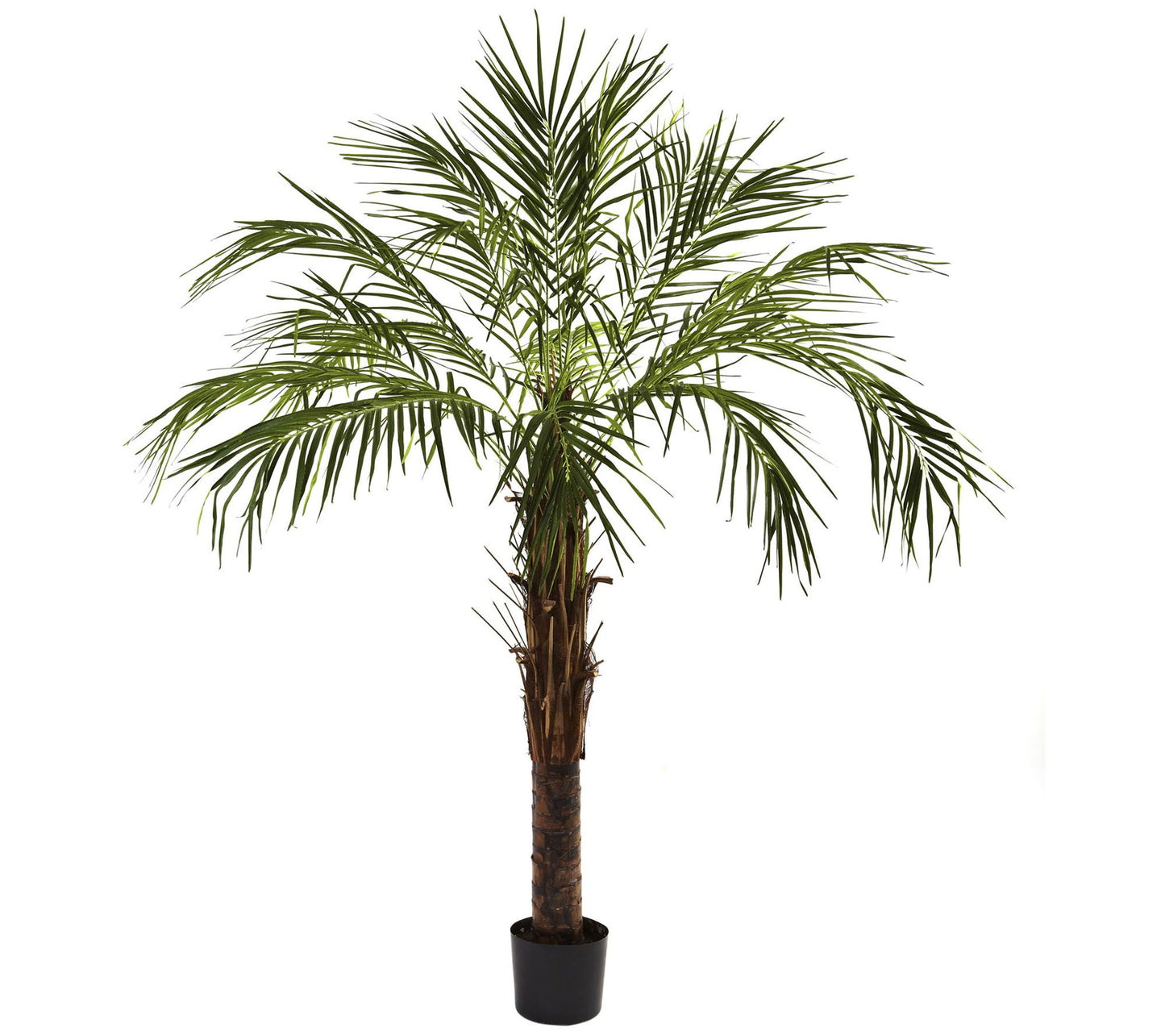 6' Robellini Palm Tree by Nearly Natural