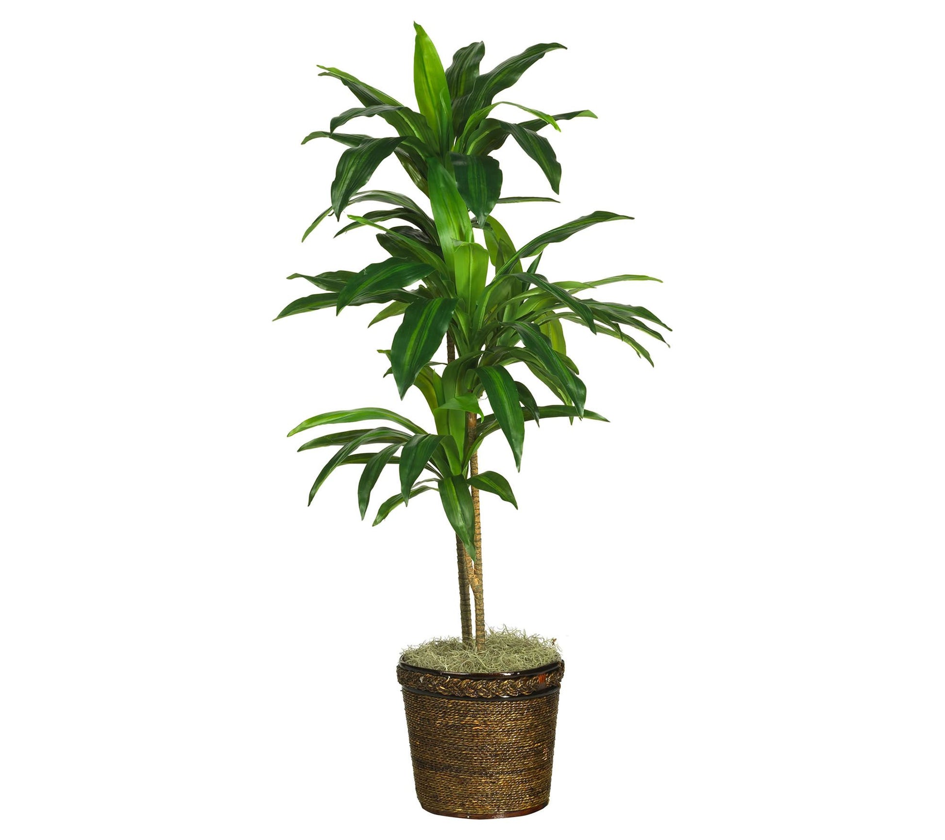 48" Dracaena Silk Plant with Basket by Nearly Natural